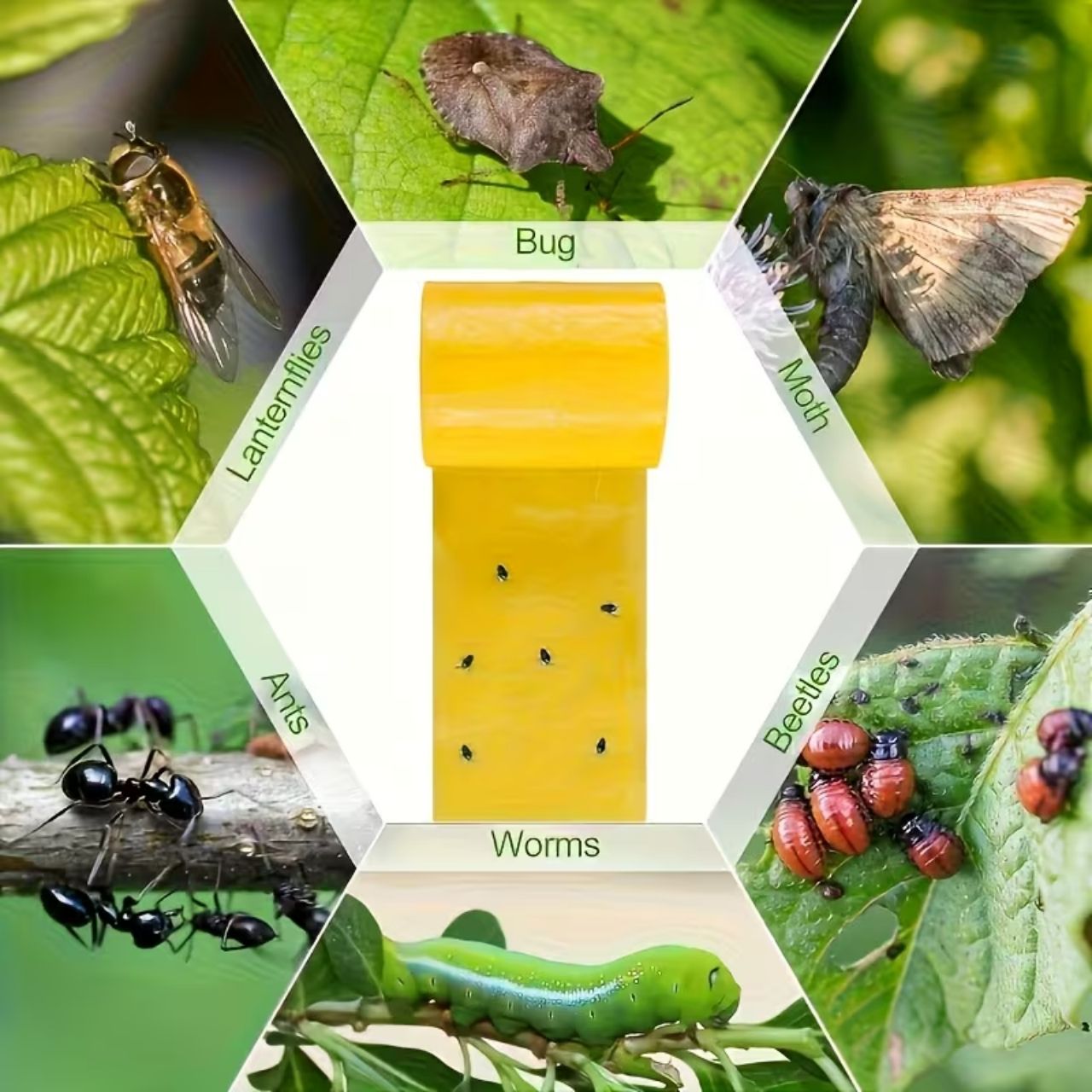 BarrierTape, adhesive tape for catching insects