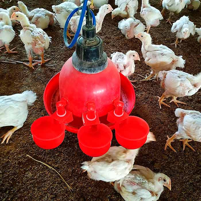 The hen feeder works automatically, so the water bowl automatically refills when it runs out!