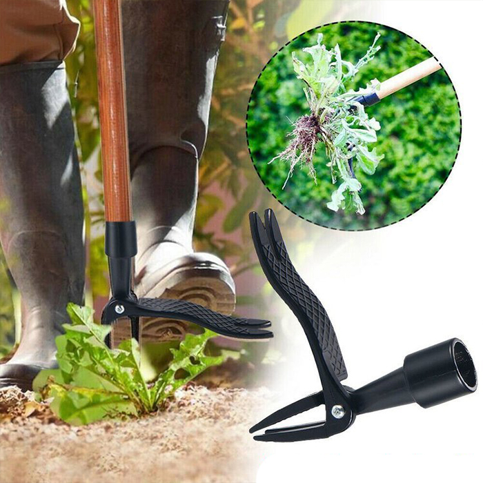 Remove weeds without digging - no damage to grass or other plants nearby!