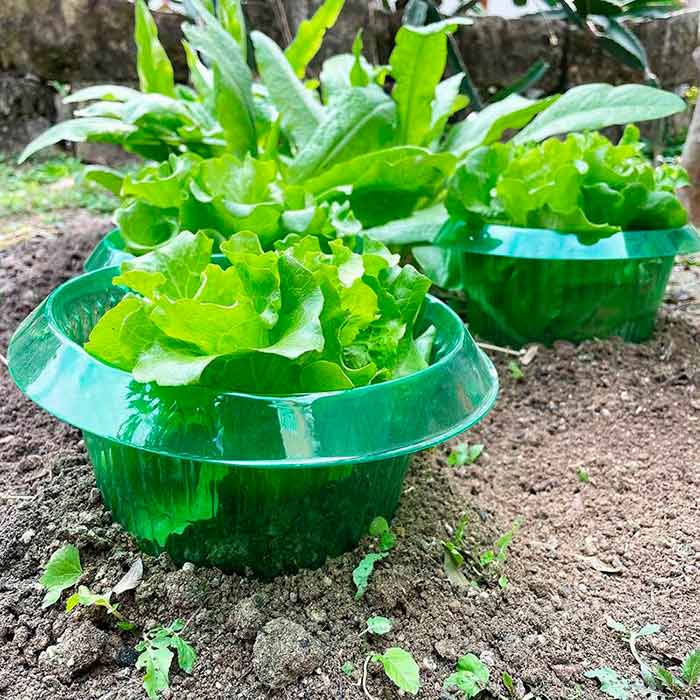 LettuceProtect, protection for lettuce and other crops (10 pieces) - Image 4