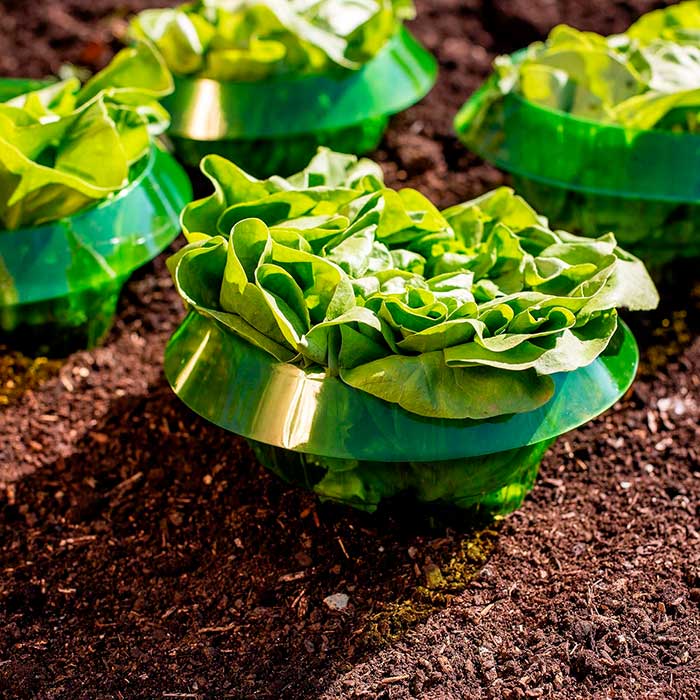 This protection will protect your lettuce and other crops from slugs and other pests!
