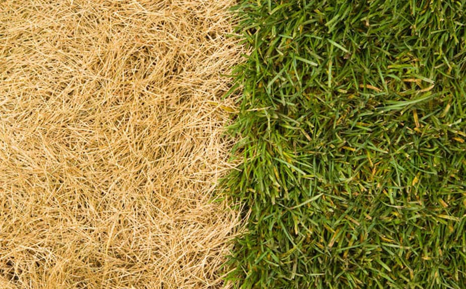 Revitalise dry and damaged grasslands