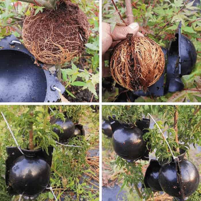 RootBall, a tool for successful plant cloning (2 pcs.) - Image 5