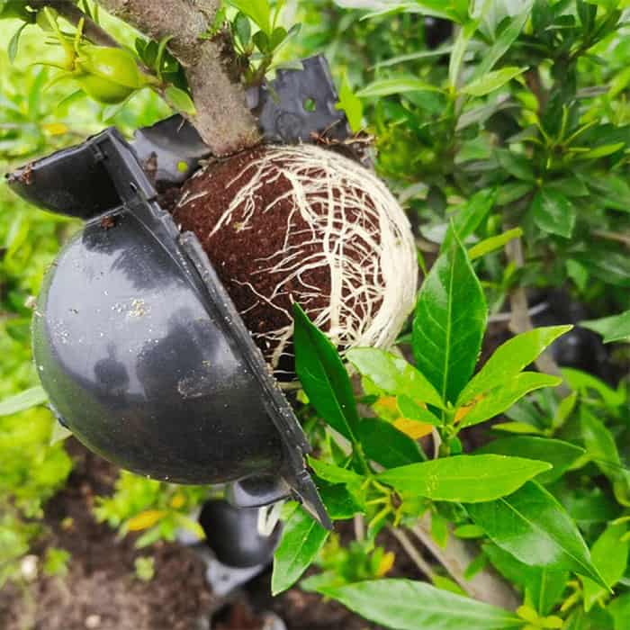 Protects and increases plant resistance