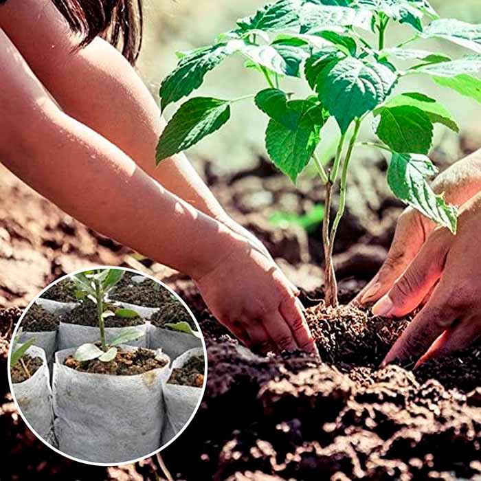 Planting bags make transplanting easy!