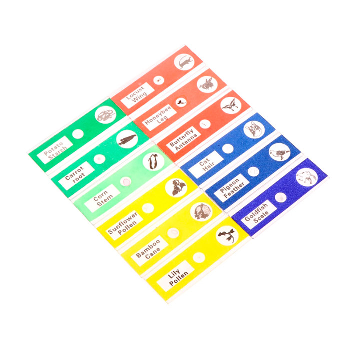 Slides, microscope slide set (12 pieces)