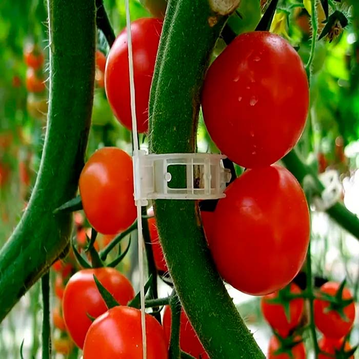 The clips are extremely strong, so they will hold the plants in place.